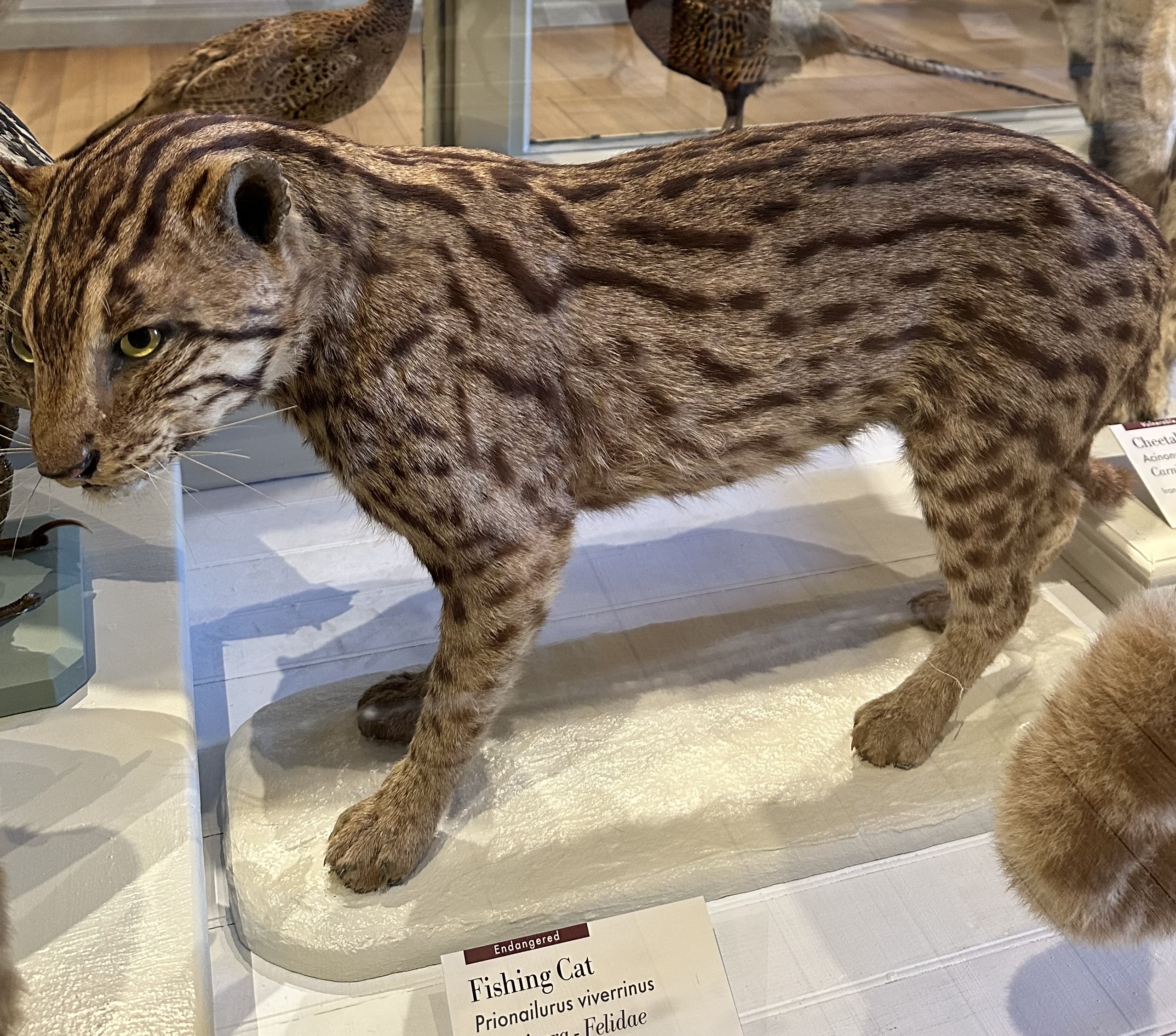 Fishing cat_Havard Museum.jpg